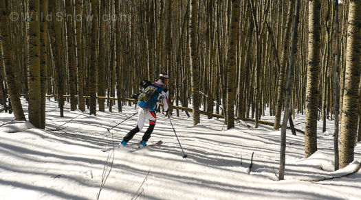 Slalom an aspen grove.