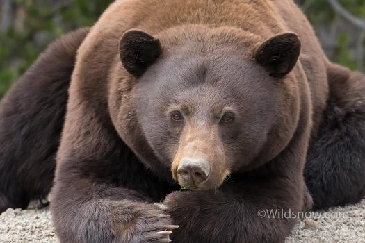 WildsnowEdit (5 of 27) We weren't expecting grizzly bears, but decided to bring bear spray at the last minute just in case. On the drive we got up close with this fella, and saw lots of evidence throughout the trip.