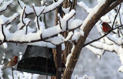 The Swedes say feeding the birds on Christmas Day brings good luck. With snow in our forecast, we just may agree. The Swedes say feeding the birds on Christmas Day brings good luck. With snow in our forecast, we just may agree.