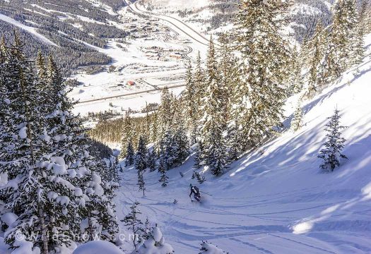 Heather enjoying 2600 ft of endless powder skiing. First in the steep trees, then in a winding gully. Heather enjoying 2600 ft of endless powder skiing. First in the steep trees, then in a winding gully.
