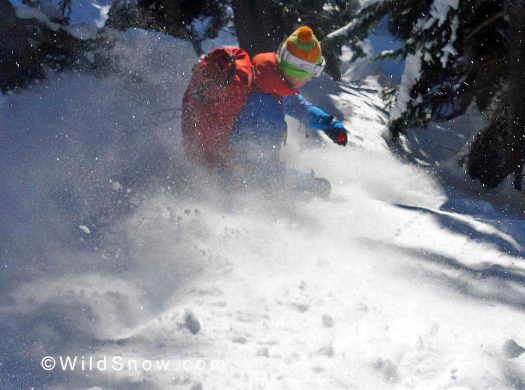 Some fine snow in the trees skiing slidepaths off Hidden Peak