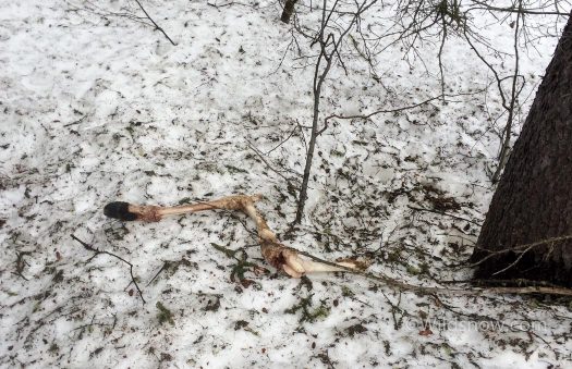 Evidence of recent wolf activity on the skintrack. 