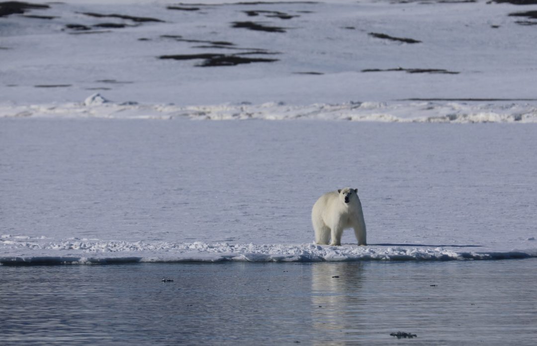Ursus maritimus, or "maritime bear," or "isbjørn" (ice bear) in Norwegian, or just a polar bear to us gringos. They feed on seals and spend most of their lives on the sea ice.