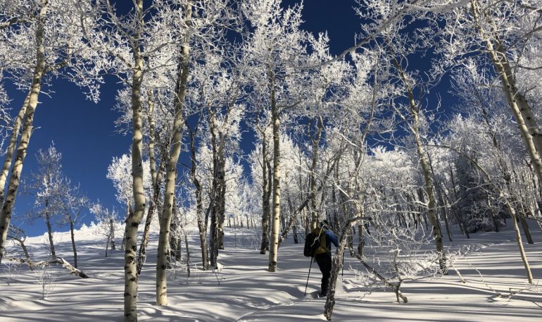 Angus moving up through frozen aspen trees as the day warms around us.