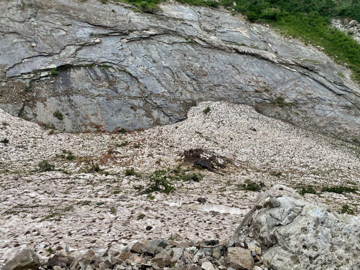 Looking upslope into the debris that caught and buried the moose.