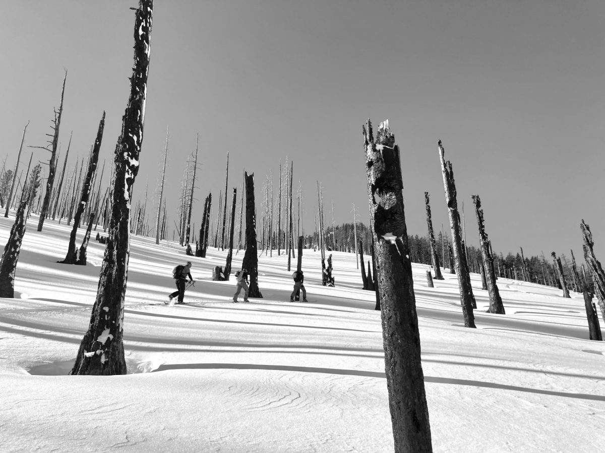 Skinning through an Oregon burn.